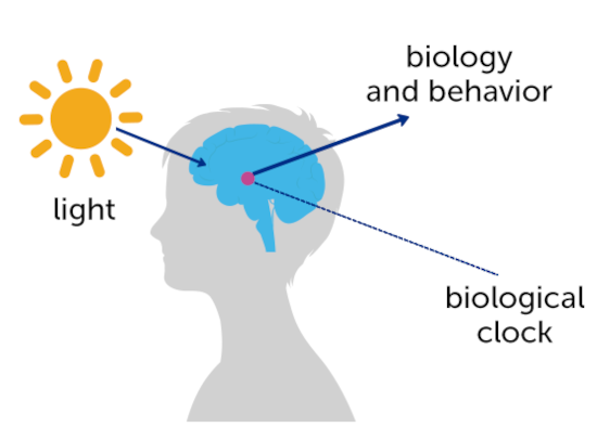 Light shining on a brain, showing how it triggers the biological clock which affects biology and behavior.